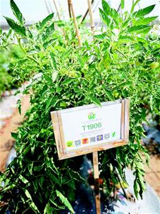 武漢離 中國種都 還有多遠(yuǎn)