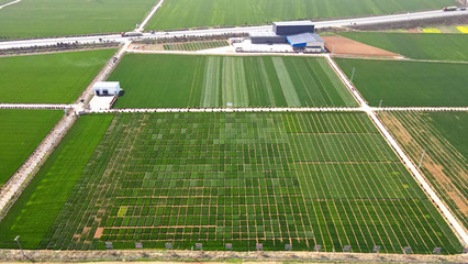 【牢記囑托 建成支點】扶輪農業:推動種業創新 加速科技成果轉化