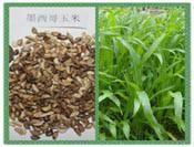 高羊茅草坪種子圖片_高羊茅草坪種子圖片大全_高羊茅草坪種子圖庫(kù)_一呼百應(yīng)