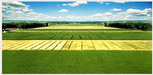 從種業(yè)大區(qū)向強(qiáng)區(qū)邁進(jìn)