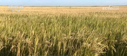 我國種業(yè)振興行動(dòng)取得階段性成效，初步摸清資源家底