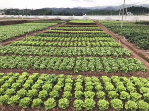 仲夏七月,子龍種業(yè)邀您相聚2018中國云南蔬菜種業(yè)博覽會(huì)