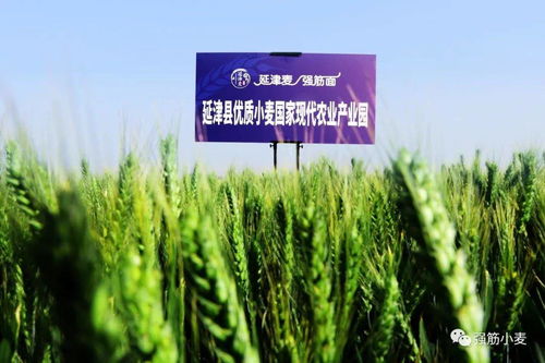 歲歲冬至，種業新篇