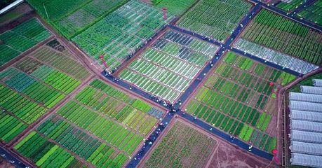 2019中國云南蔬菜種業博覽會 開啟種業新篇章